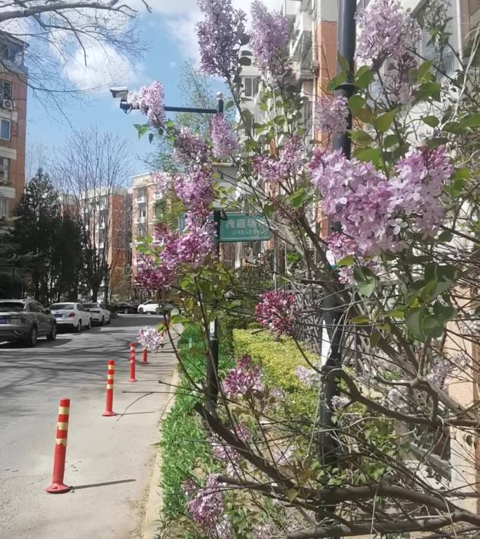 城市街道丁香花盛开