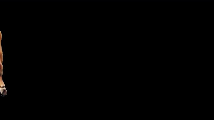牛通道5组