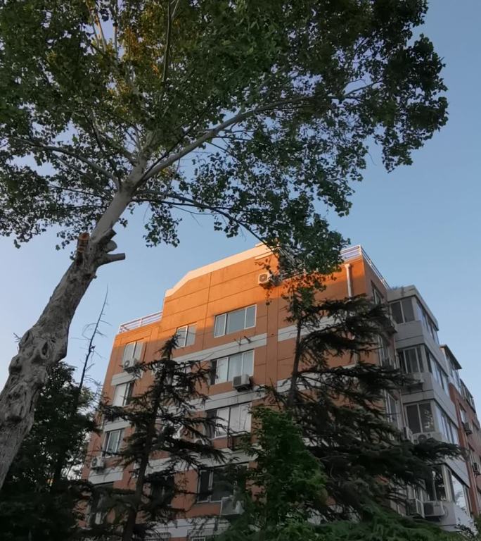 城市建筑旁的树木仰视