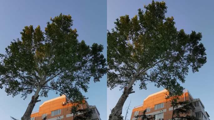 城市建筑旁的树木仰视