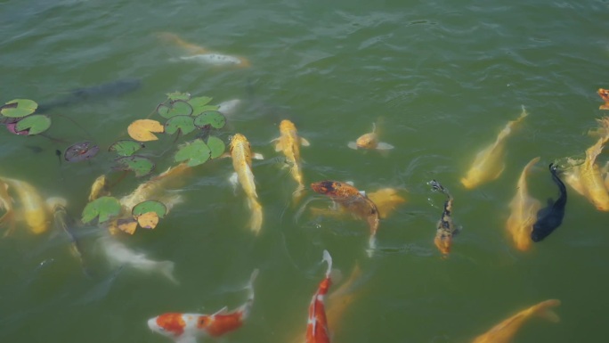 好运锦鲤游动