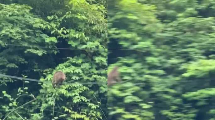 猴子在电线上行走