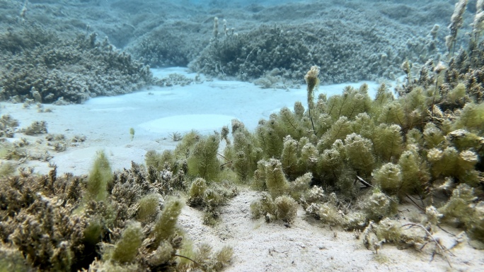西藏日喀则定结湿地-高海拔清澈水下鱼群泉