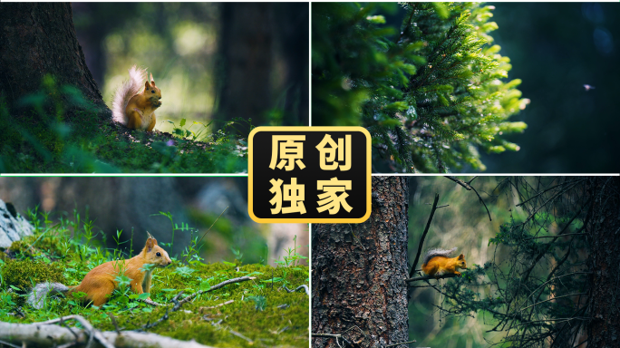 森林松鼠树林阳光松树松果大自然生态动物