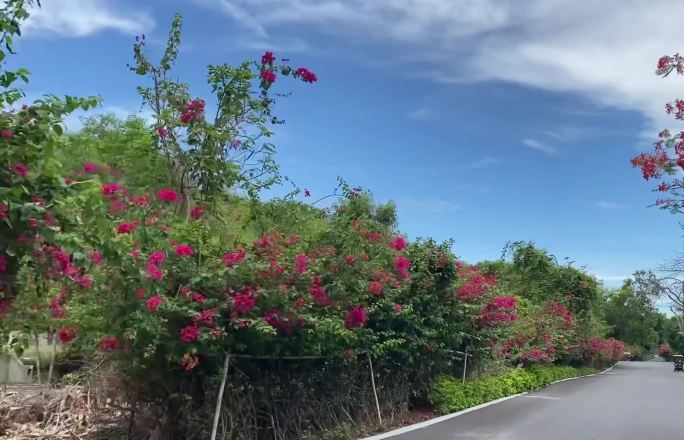 绿树鲜花公路美景