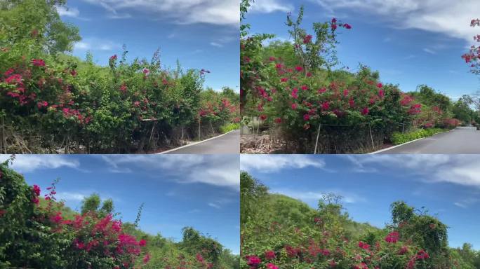 绿树鲜花公路美景