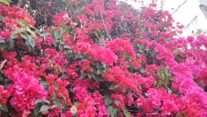 繁花似锦三角梅