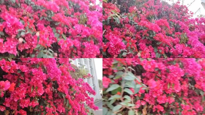 繁花似锦三角梅