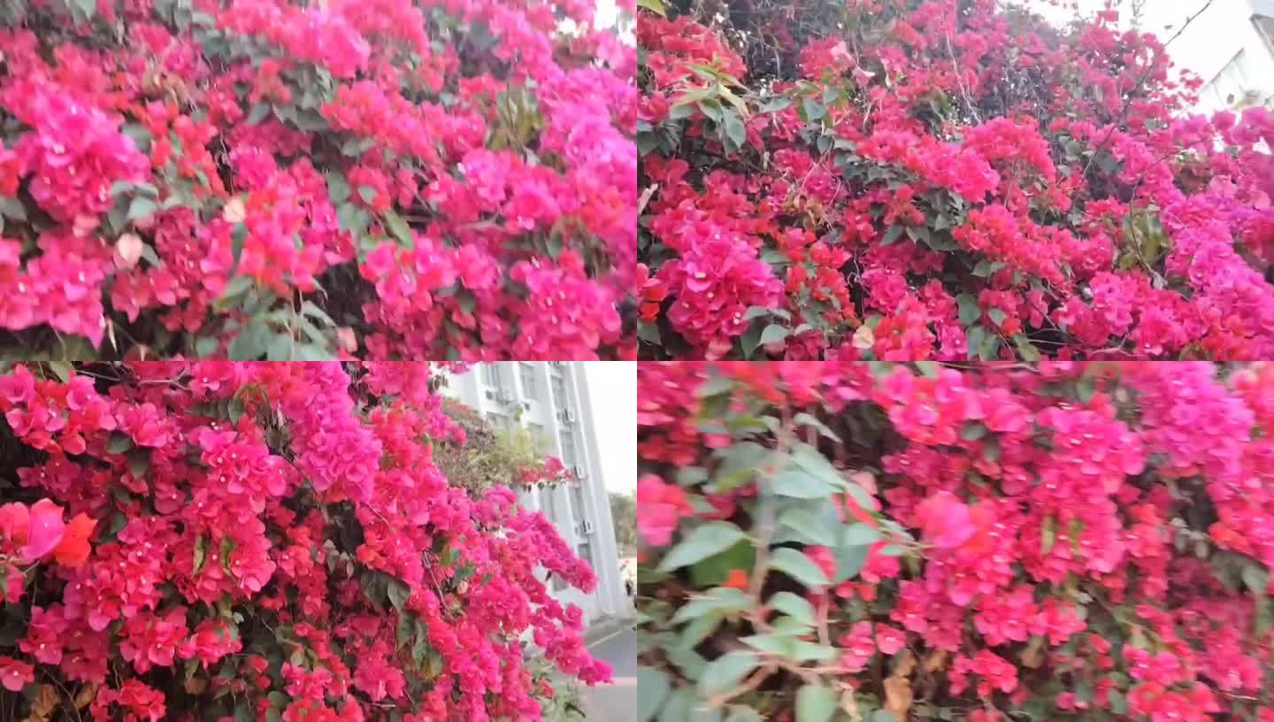 繁花似锦三角梅