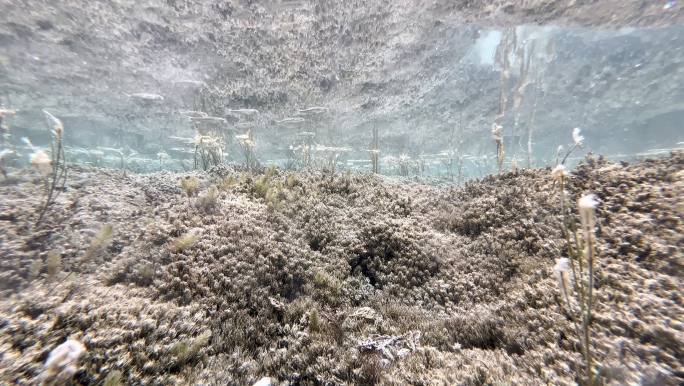西藏日喀则定结湿地-高海拔清澈水下鱼群泉