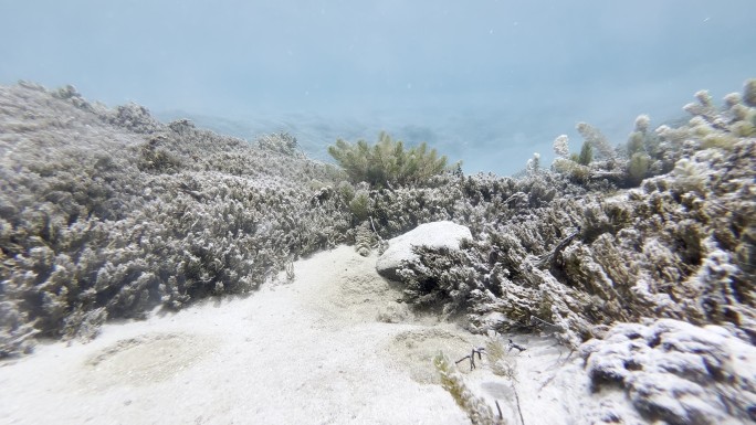 西藏日喀则定结湿地-高海拔清澈水下鱼群泉