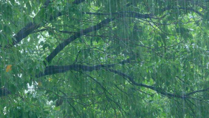 惊蛰 清明 春雨 暴雨中植物清新特写
