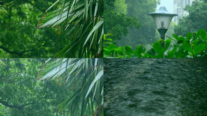 惊蛰 清明 春雨 暴雨中植物清新特写