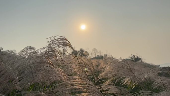 夕阳下的芦苇摇曳