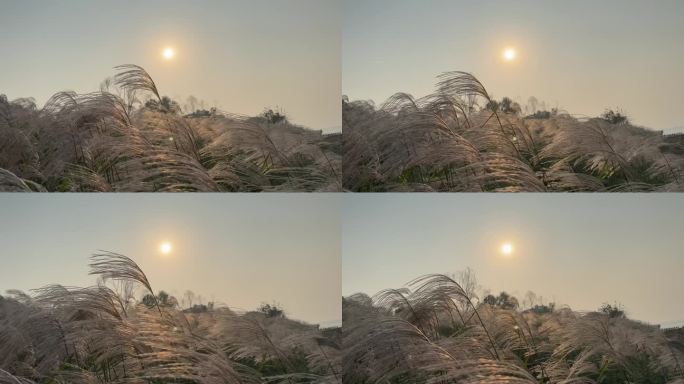 夕阳下的芦苇摇曳