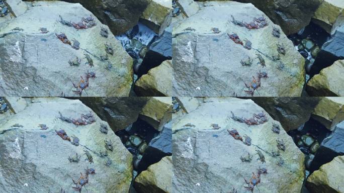 螃蟹在海岸附近的岩石上爬行，阳光与阴影交错。