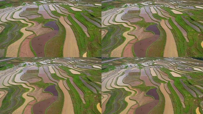稻田景观