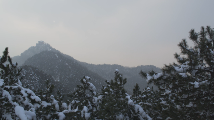 雪景雪后山林松树景观冬季雪景松树特写