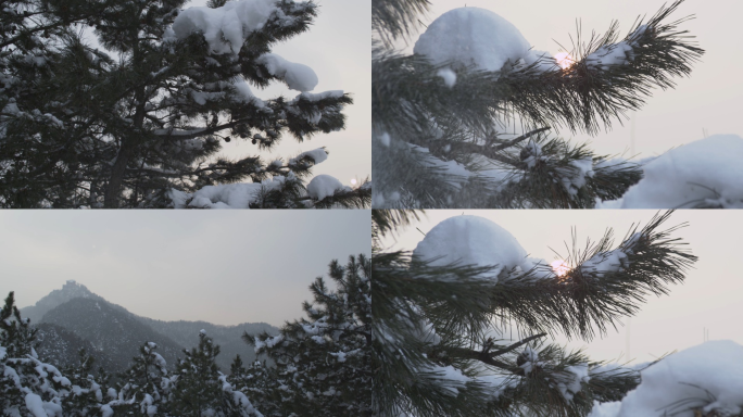 雪景雪后山林松树景观冬季雪景松树特写