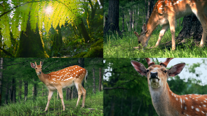 森林中的小鹿与自然风光