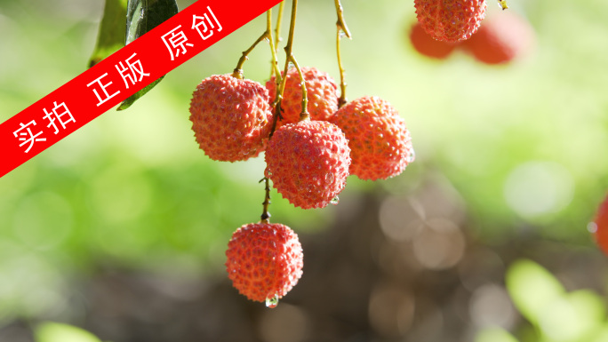 最新荔枝4K实拍