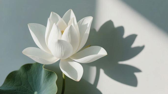 梅兰竹菊