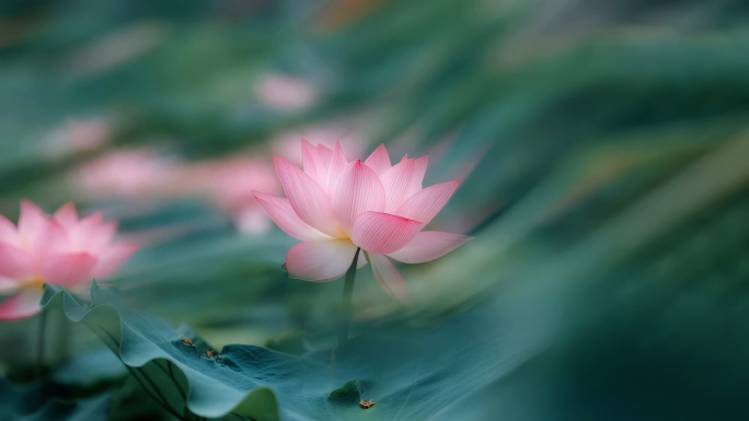 唯美雾荷