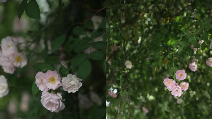 四月繁茂的的蔷薇花竖屏