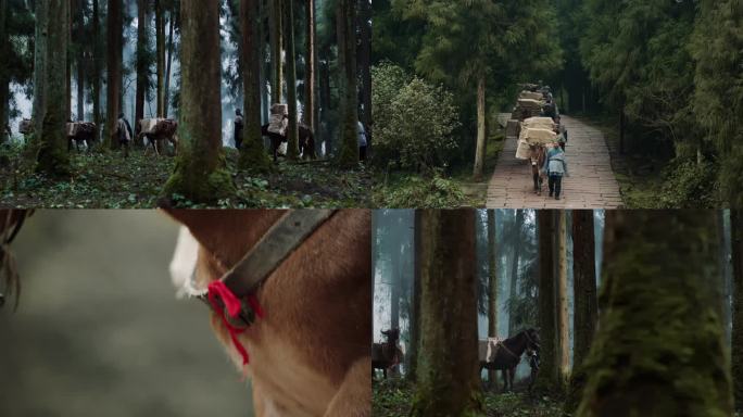茶马古道 丝绸之路 马帮运输 驼铃古道