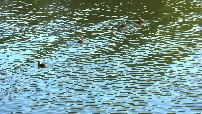 湖面白骨顶鸡觅食