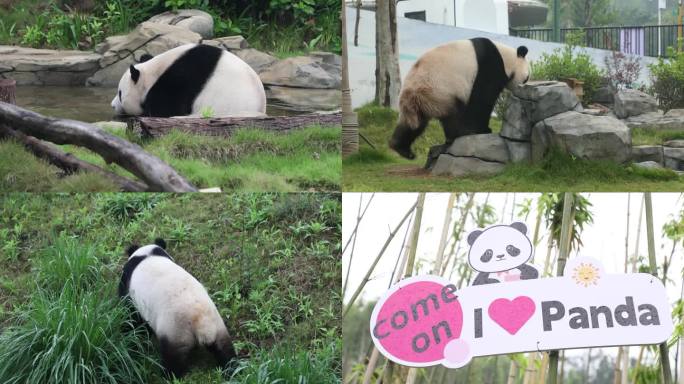 岳阳熊猫苑可可爱爱大熊猫