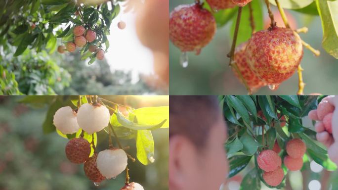 荔枝