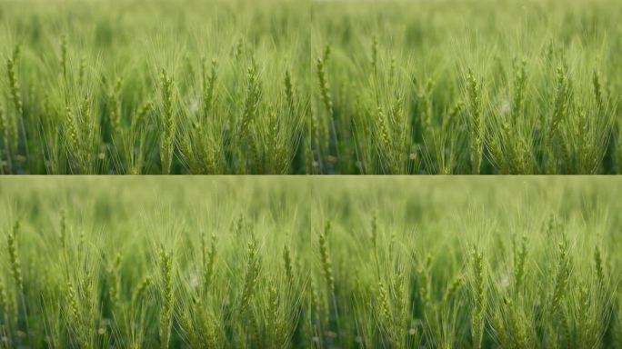 绿色麦苗生长