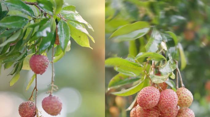 竖屏 荔枝