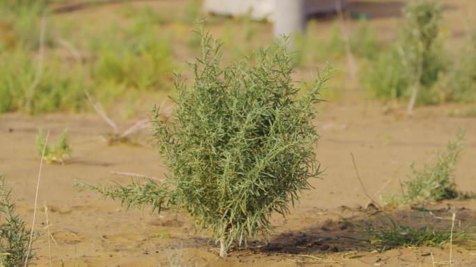 【4K原创】沙生植物 四翅滨藜