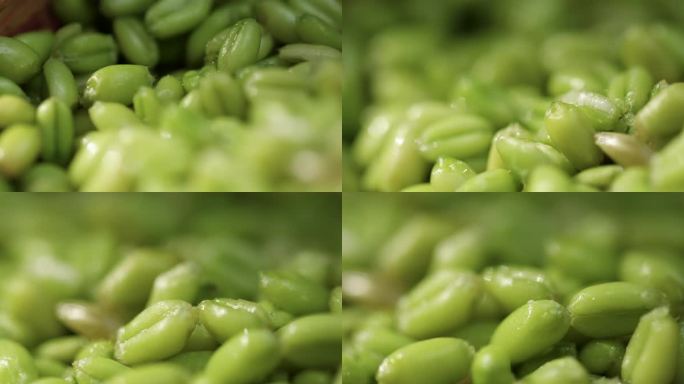 小麦 青麦仁 春小麦 19