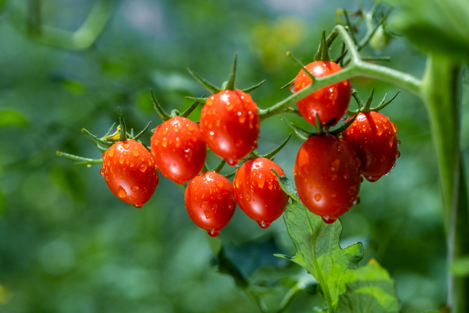 新鲜欲滴的小番茄生长唯美特写广告