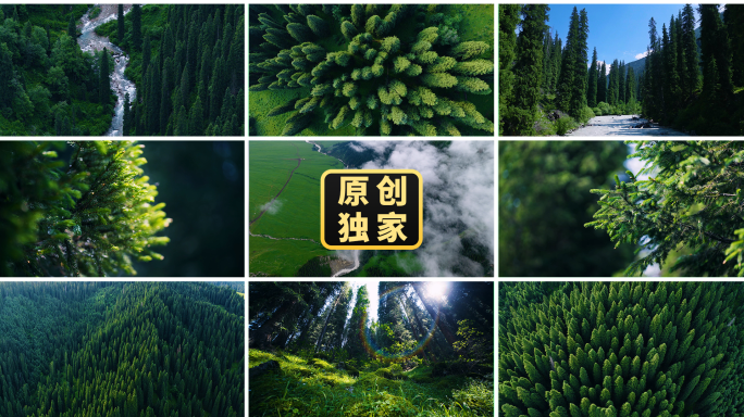 云杉森林云海林海杉树雪山针叶林绿色生态