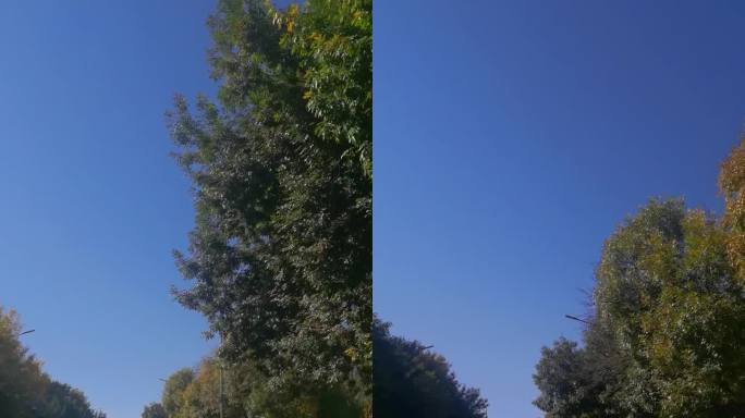 蓝天下的树木