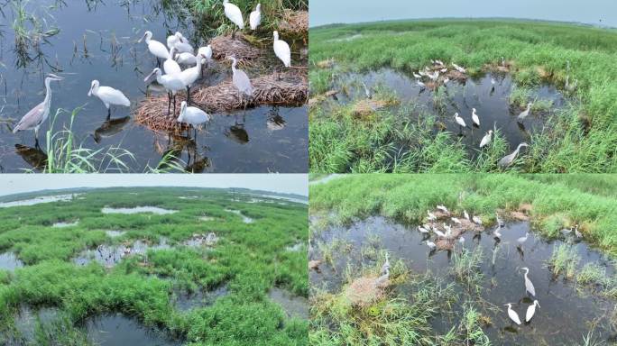 白琵鹭湿地鹭鸟栖息生态景观