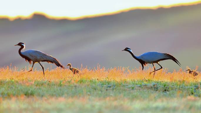 蓑羽鹤育雏温馨唯美画面