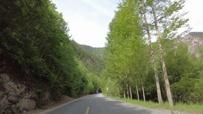 山间公路绿色风光