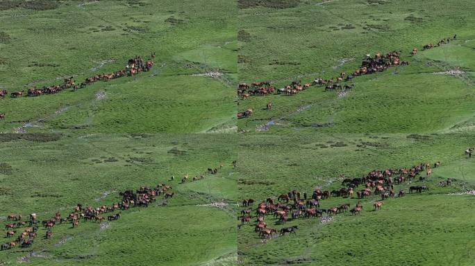 山丹军马场草原马群