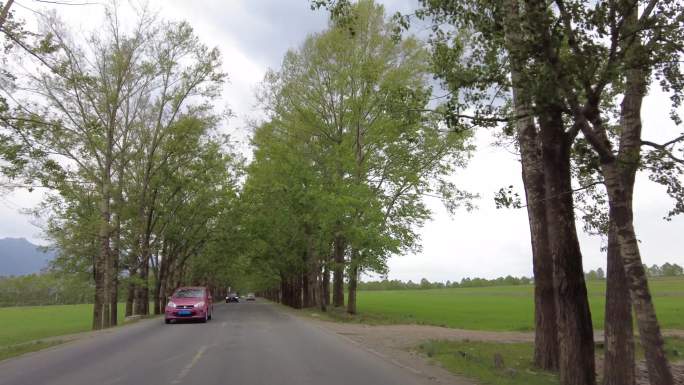 乡村公路的绿色风景