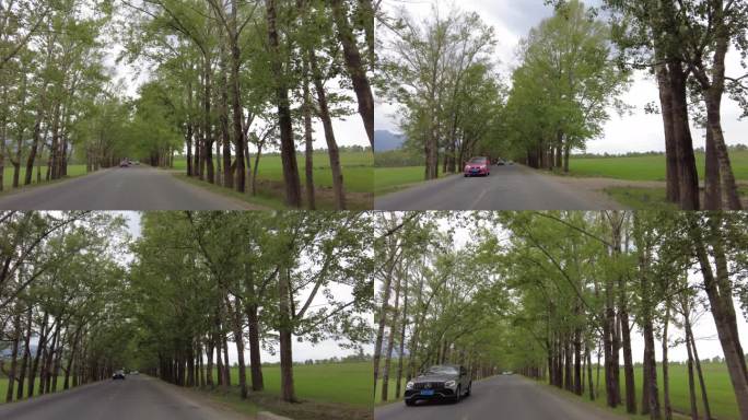 乡村公路的绿色风景
