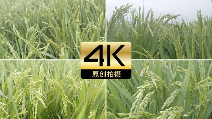 南方未成熟的稻田稻谷2