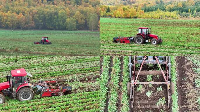 中药材种植收获素材----板蓝根