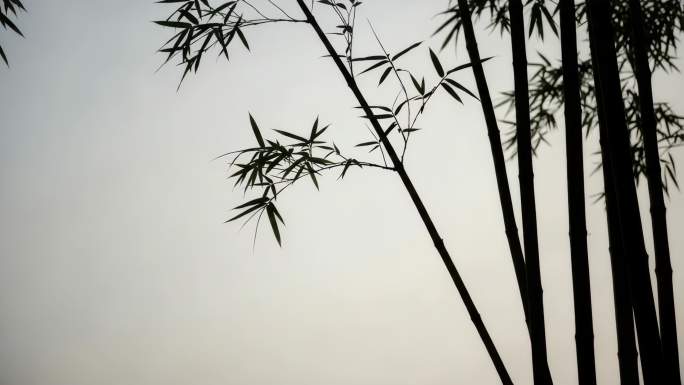 竹林竹叶自然景象