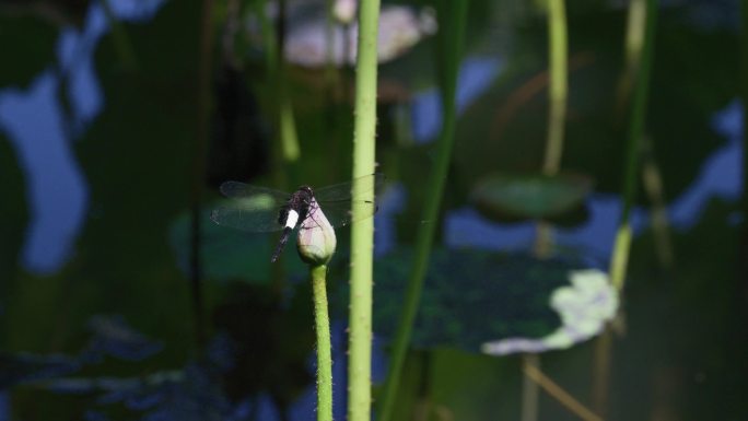 夏天荷叶蜻蜓