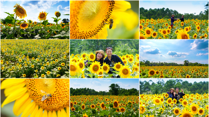 向日葵花海延时游客（实拍）